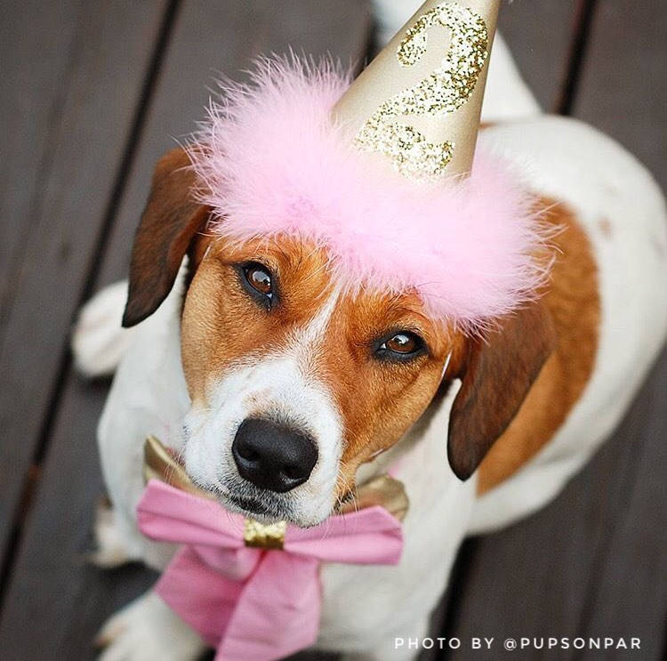 Pink and Gold Dog Birthday Hat, Dog Birthday Hat, Baby Pink, Princess Birthday Hat
