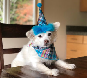 Dog Birthday Set - Bright Blue Plaid hat and Matching Bandana
