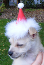 Load image into Gallery viewer, Birthday Cake Dog or Cat Party Hat