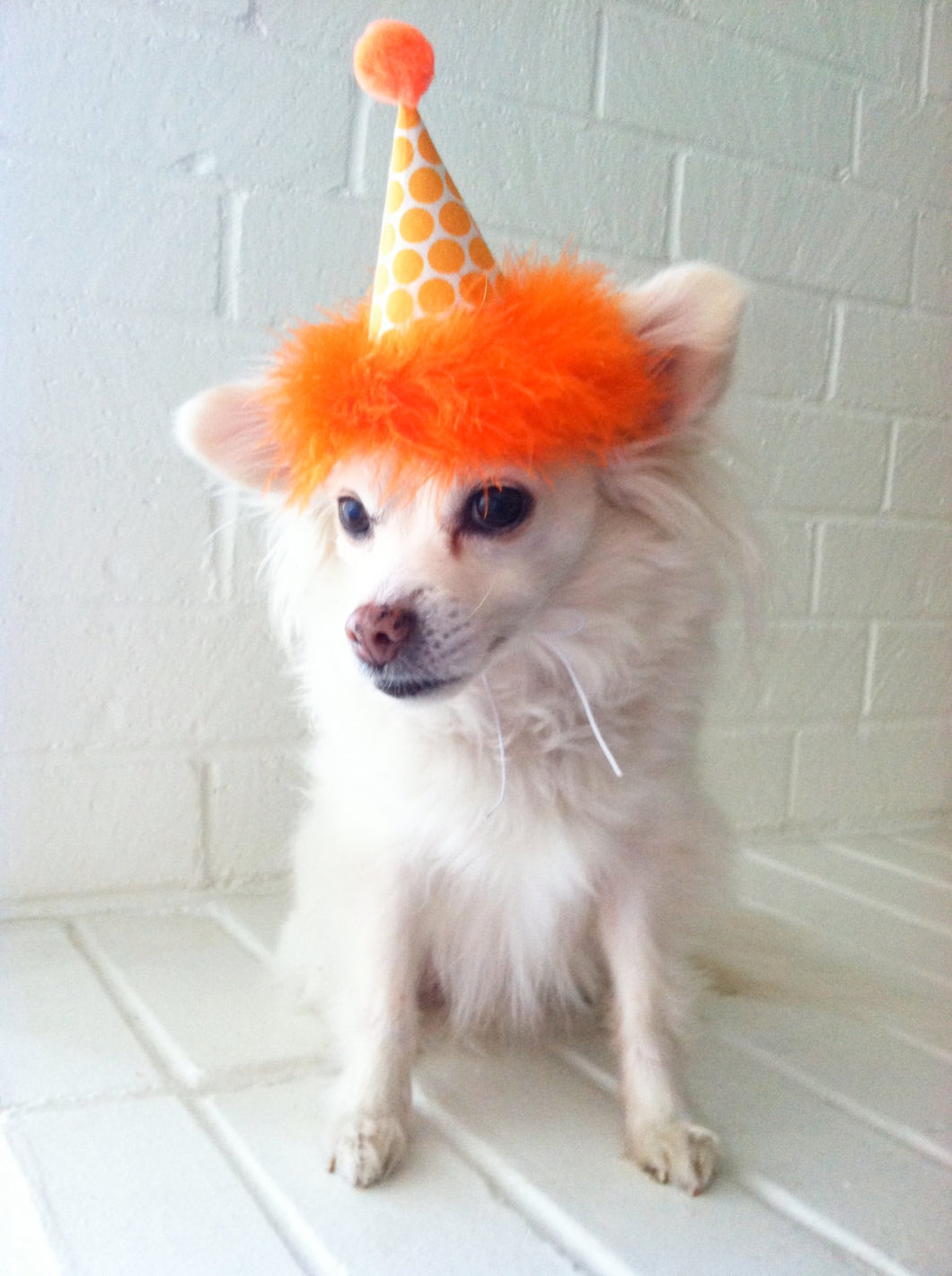 Dog Party Hat, Cat Party Hat, Orange Polka Dot