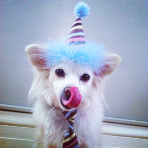 Birthday Cake Dog or Cat Party Hat